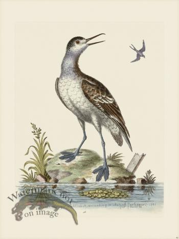 Edwards 046 Coot footed Tringa